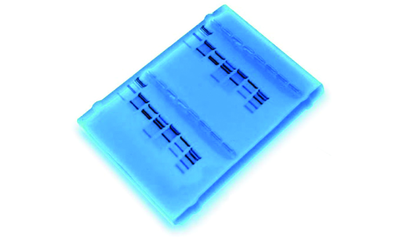 Forensic DNA Fingerprinting Kit